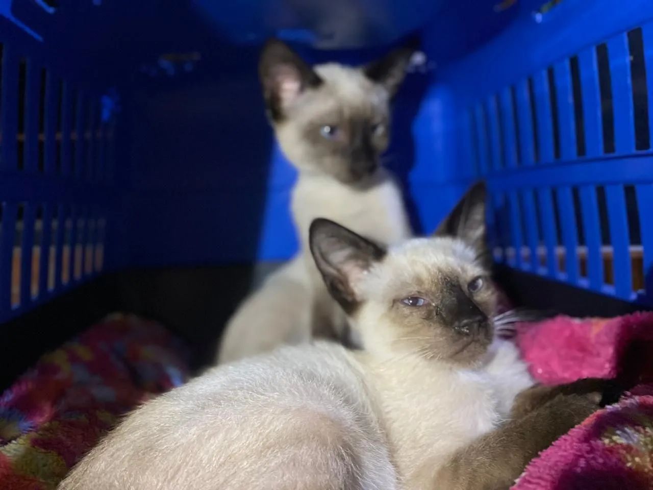 Doação Gatos Siamês Filhotes - Foto 3