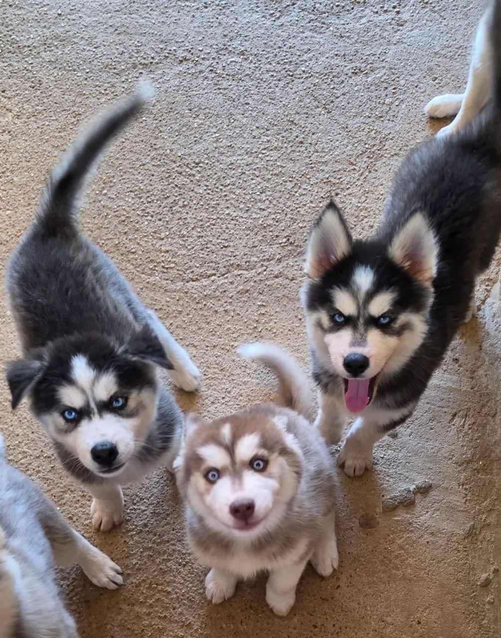 FILHOTES DE HUSKY SIBERIANO LINDOS E PUROS - Foto 4