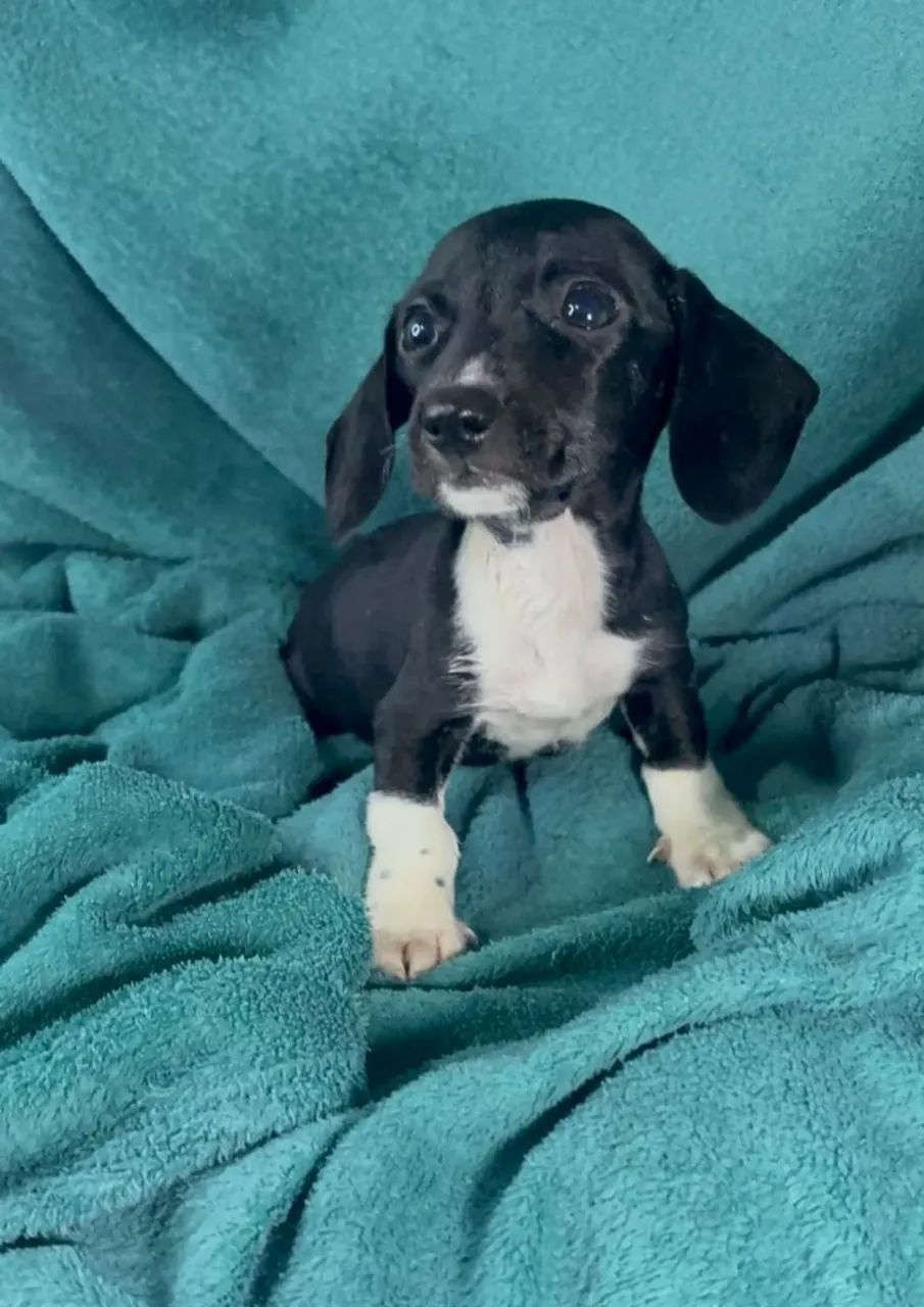 Fêmea de dachshund preta e branco - Foto 2
