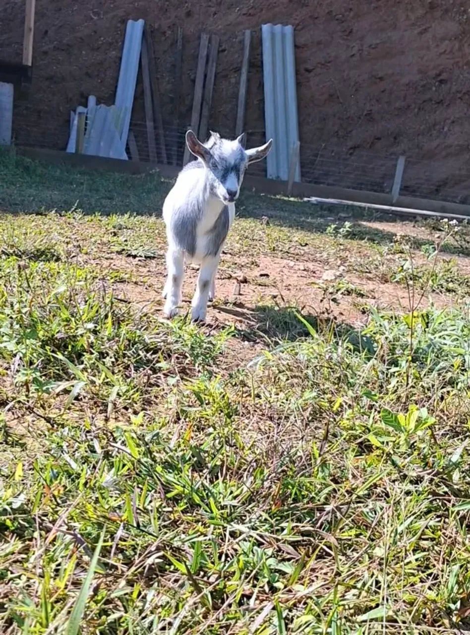 Mini cabra  - Foto 4