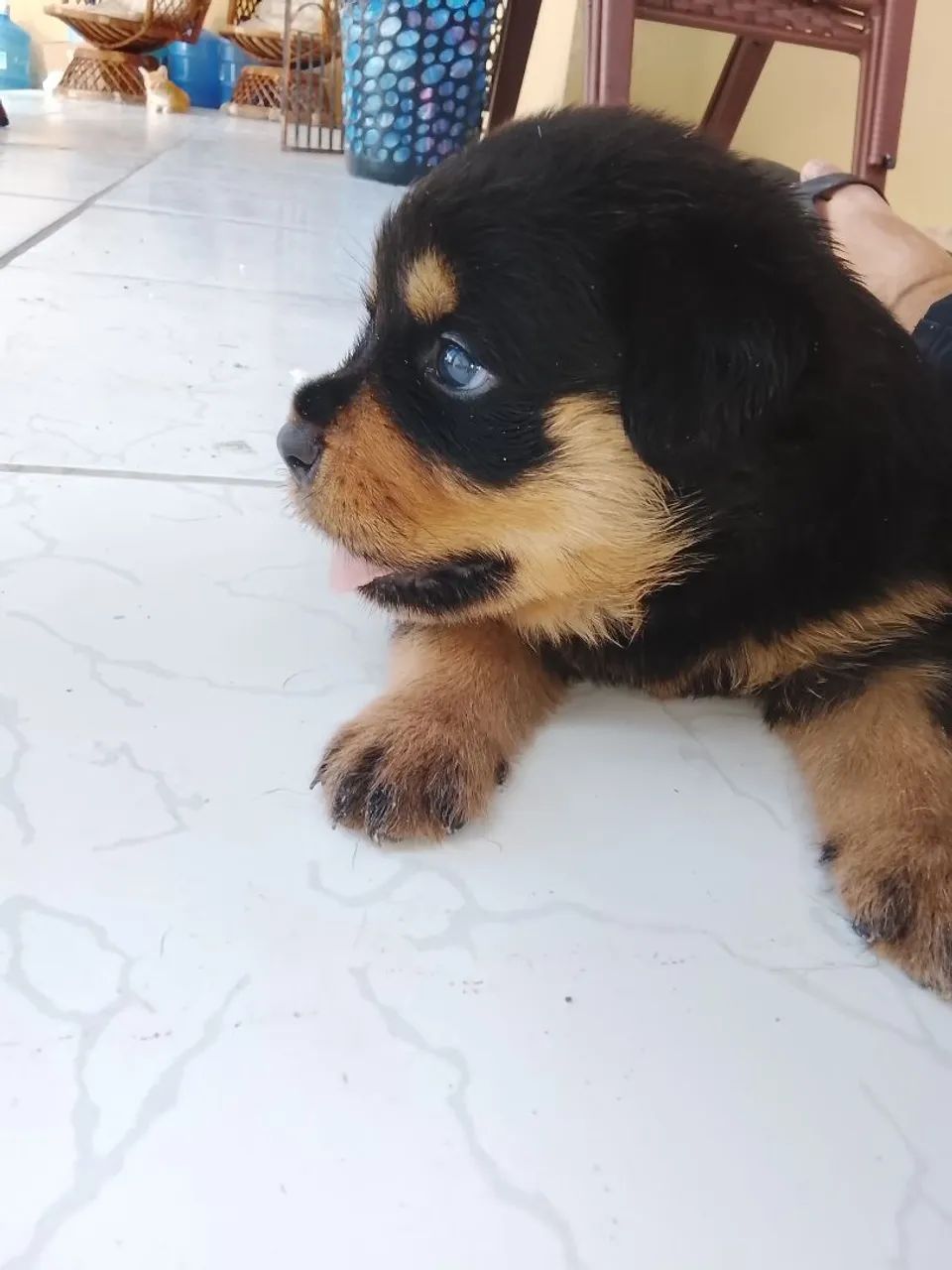 FILHOTE DE ROTTWEILER