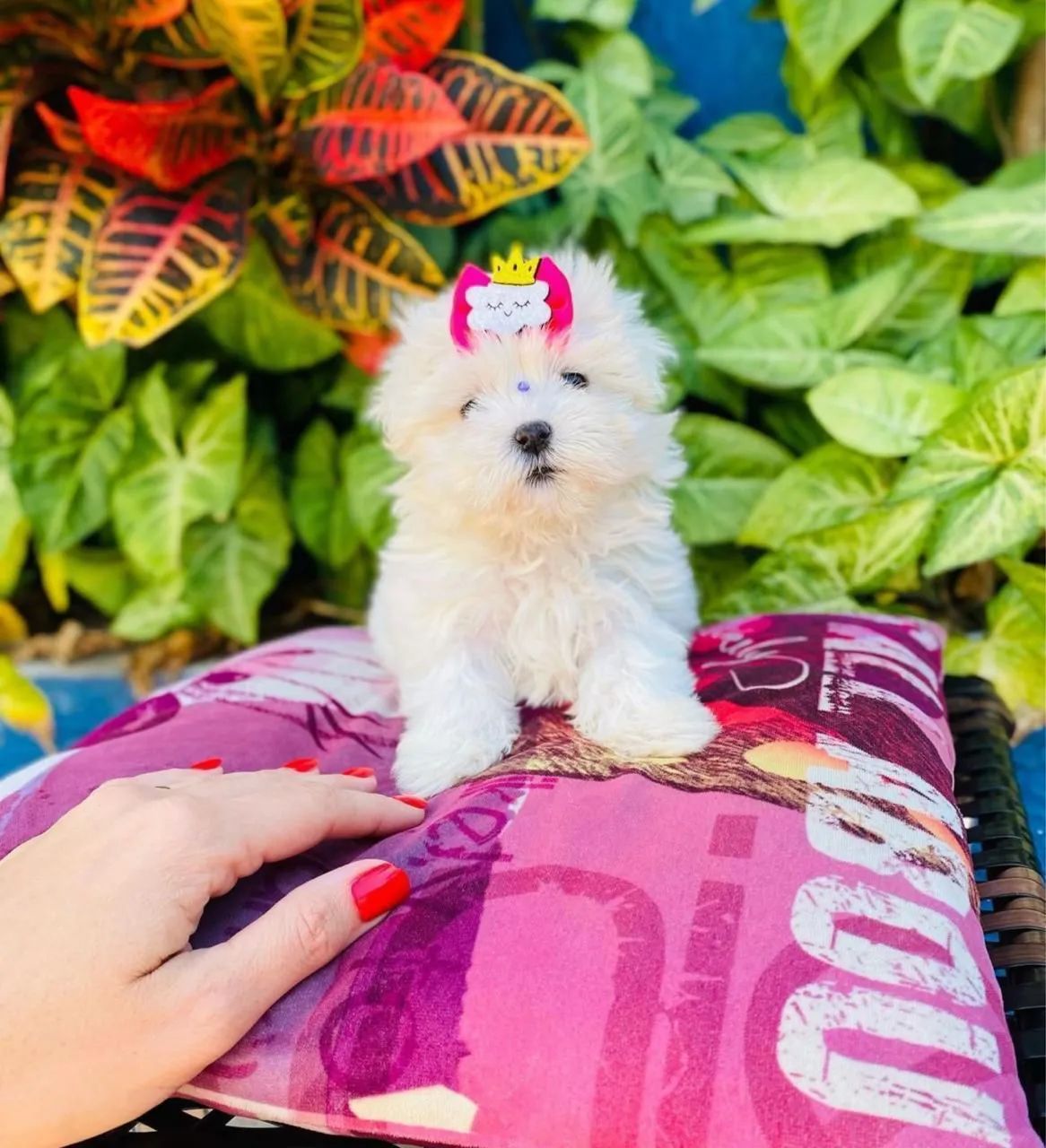 Maltês mini e padrão  - Foto 2