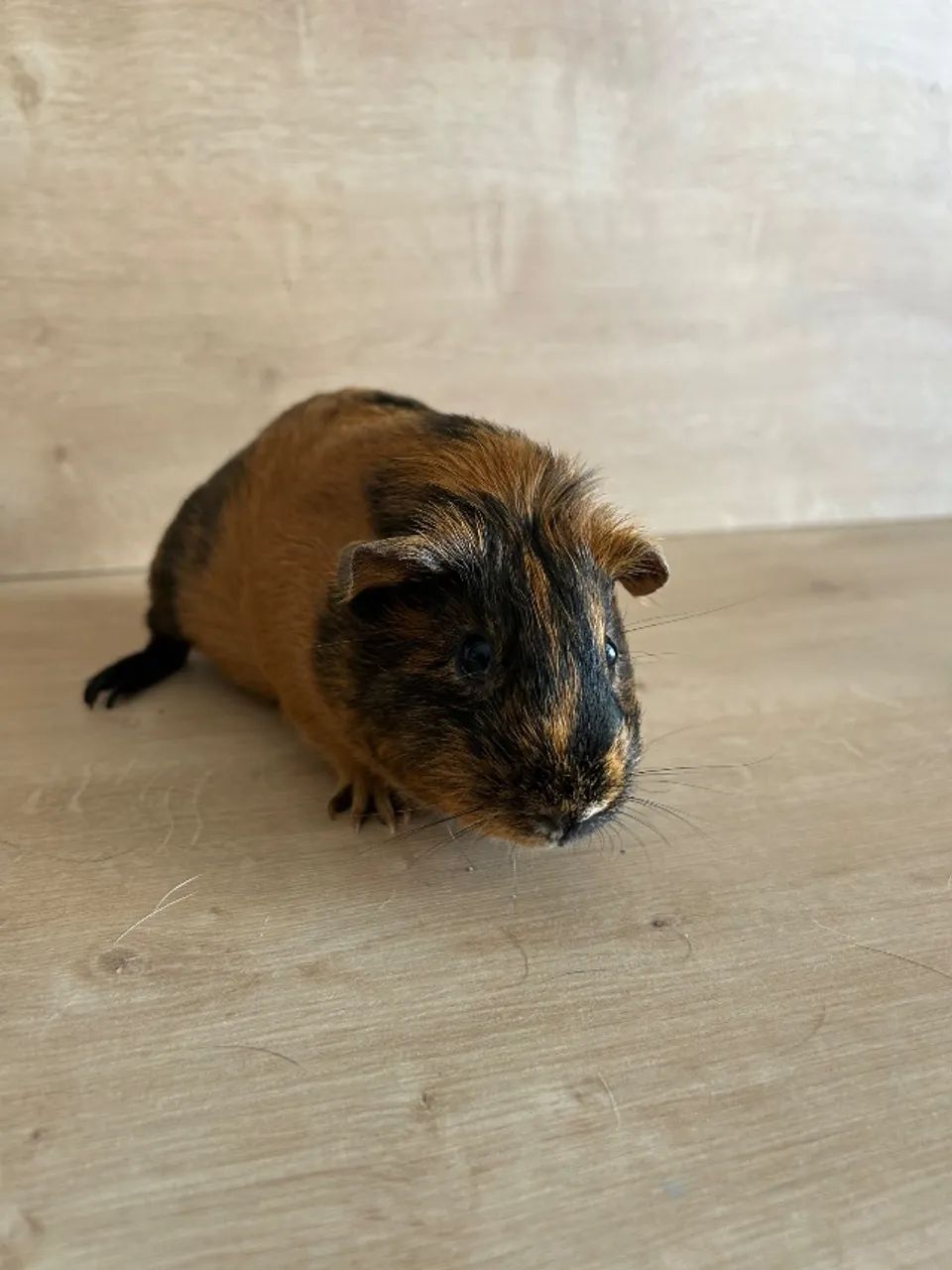 Doação de porquinho da índia  - Foto 3