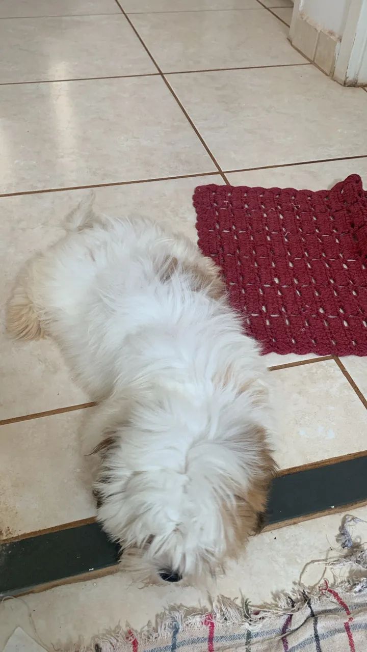 Filhote macho de Lhasa apso com 3/6 com a terceira doce e vermifugado - Foto 3