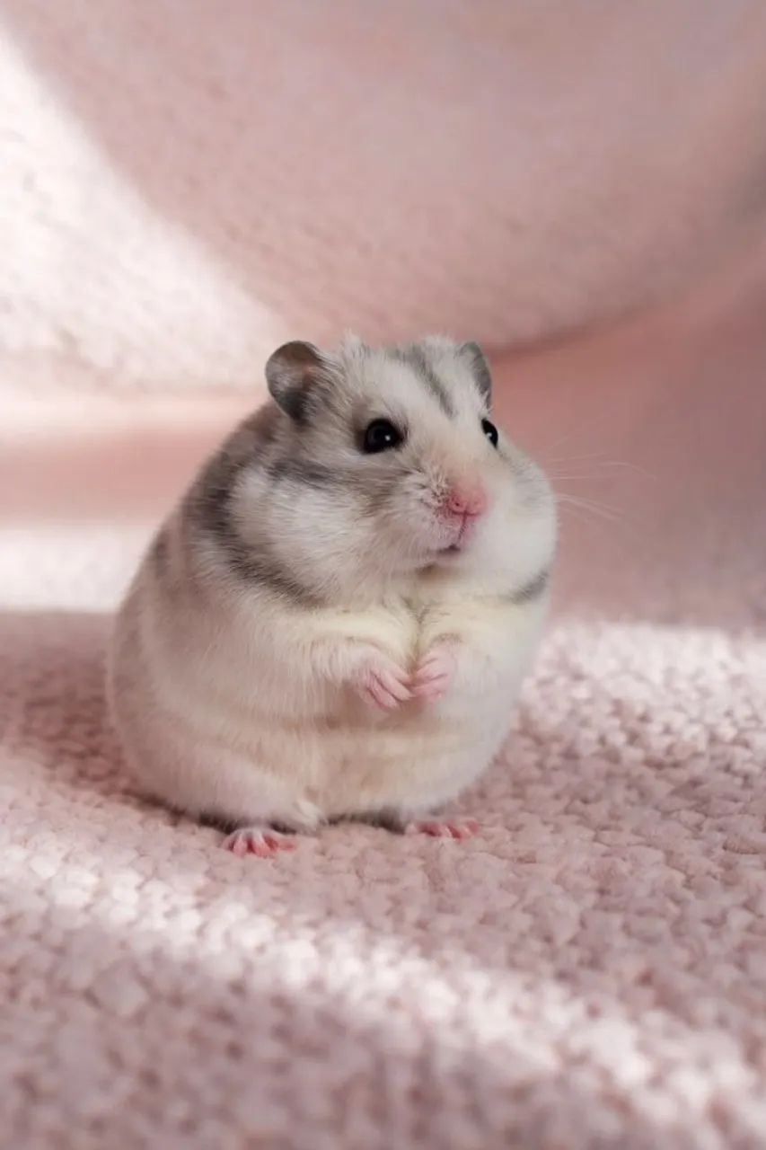 hamster anão russo