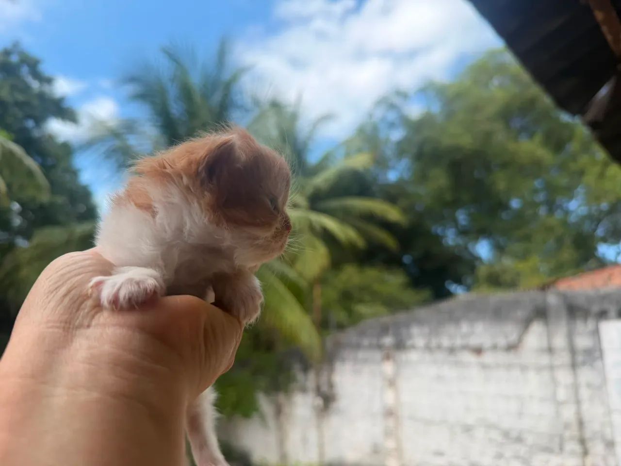 Persa macho - Foto 5
