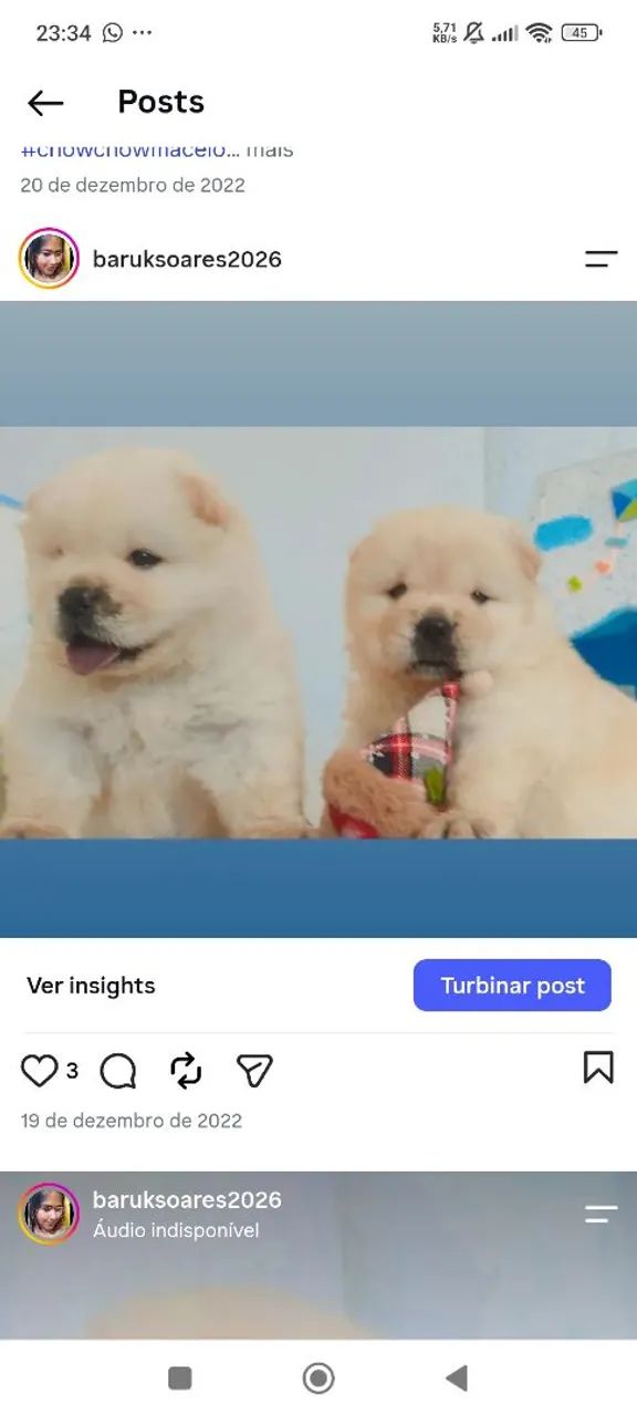 Chow Chow 