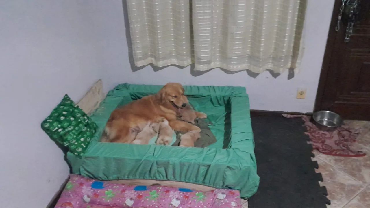 Golden Retriever - Foto 2