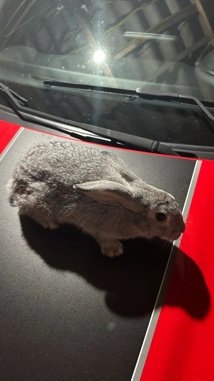 Vendo coelhos adultos 