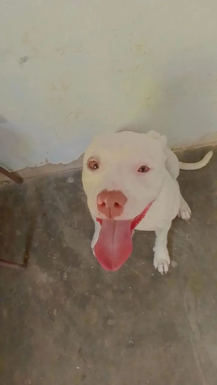 Estou doando uma cachorra Pitbull  - Foto 3