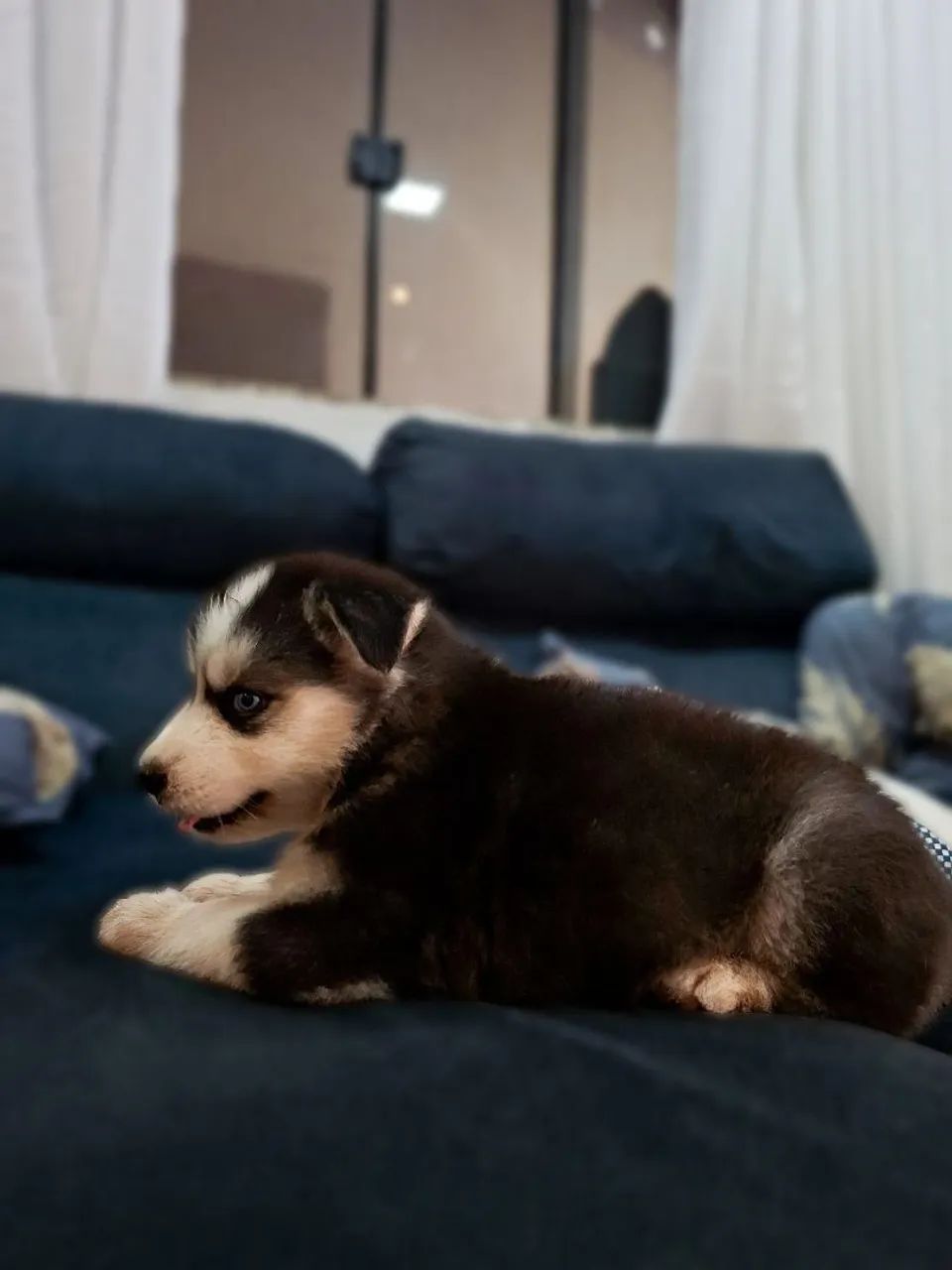 Husky  - Foto 5