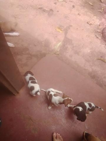 Doa-se filhotinhos de cachorro