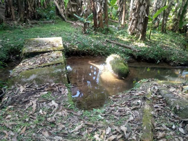 Chácara - América de Cima - Morretes - Foto 13