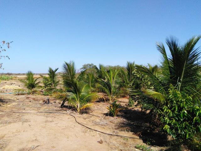 Chácara - Foto 3