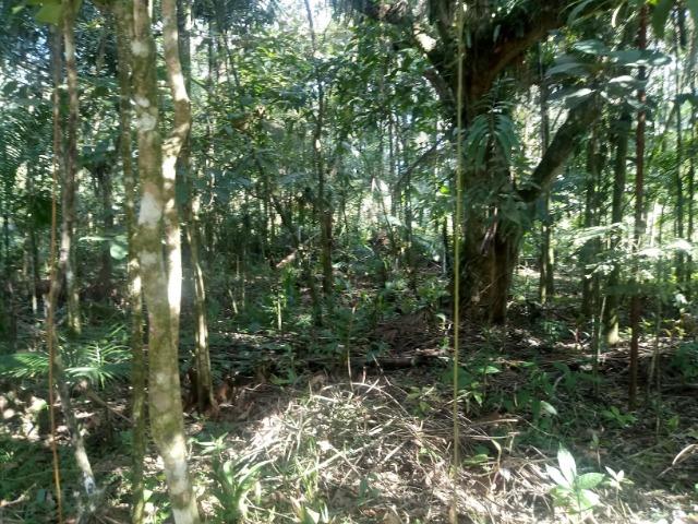 Chácara - América de Cima - Morretes - Foto 10