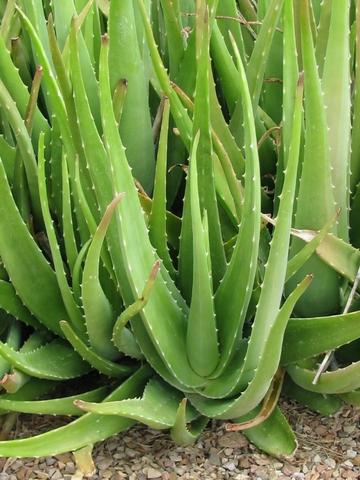 Mudas de Babosa Aloe Vera - Foto 2