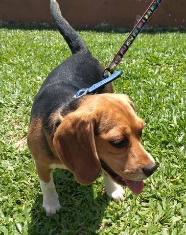 Filhote de Beagle