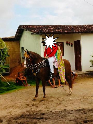 Cavalo alazão - Foto 3