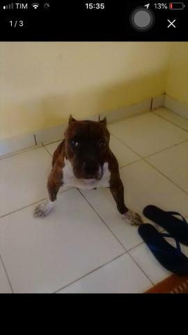 Vendo Pit Monster - Foto 2