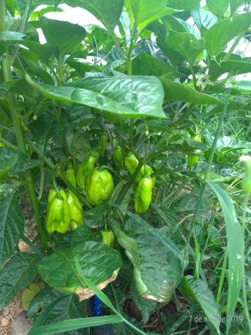 Pimenta de cheiro