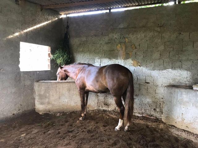 Cavalo alazão