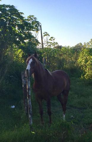 Cavalo alazão - Foto 4