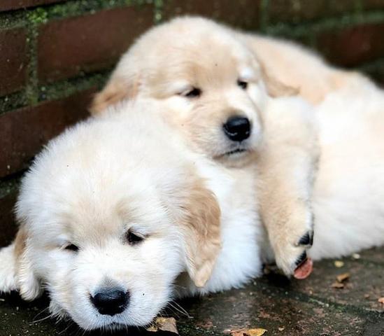 Filhote Golden Retrivier com Pedigre e Garantia de Saúde - Foto 2