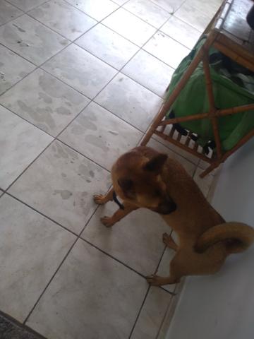 Doação cachorro chow chow com vira lata misturado - Foto 3