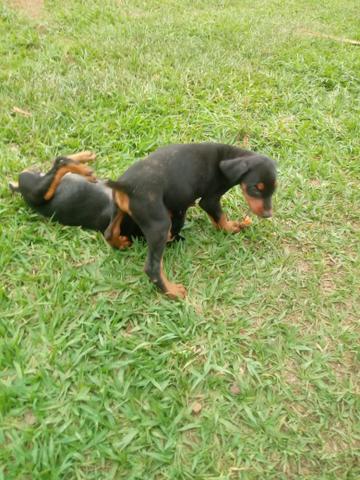 Filhotes de Doberman - Foto 5