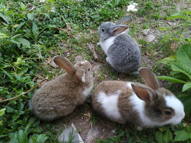 Vendo coelhinhos.
