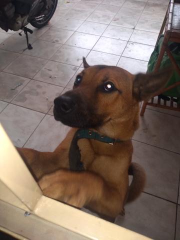 Doação cachorro chow chow com vira lata misturado - Foto 2