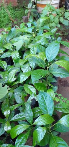 Mudas frutíferas - Foto 5