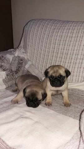 Pug Belos filhotes disponíveis - Foto 3