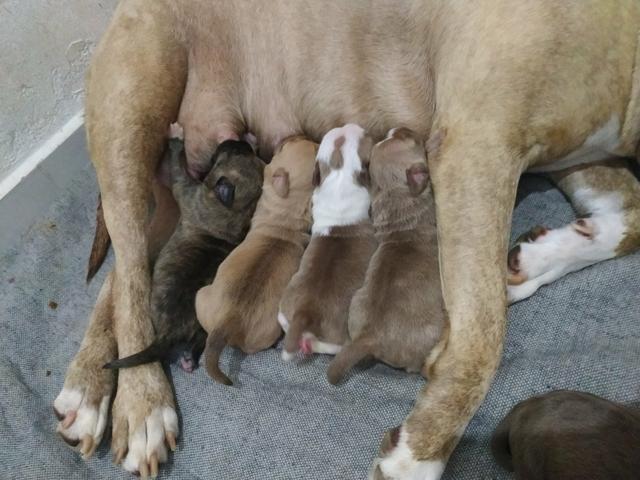 Filhotes de Pitbull