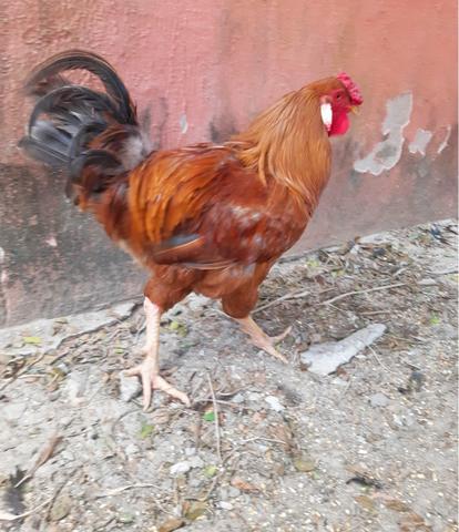 Belo galo reprodutor porte grande