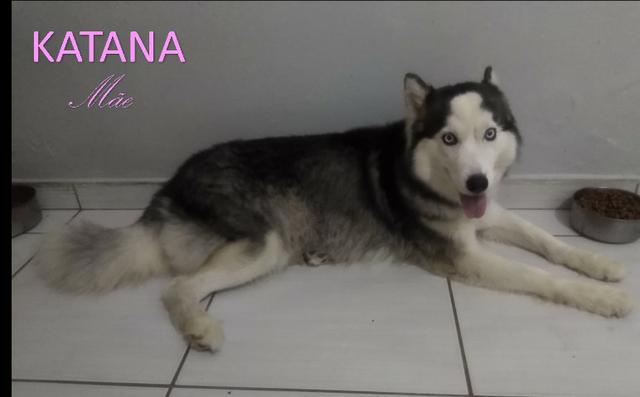 Husky Siberiano - Foto 2