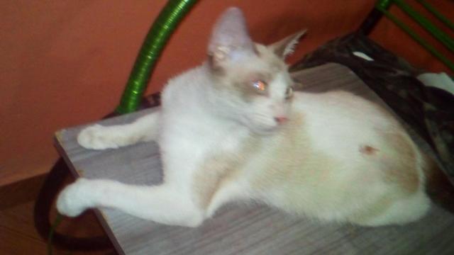 Gatinha p/ adoção - Foto 6