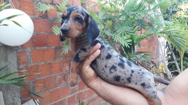Filhotes de Dachshund Arlequim Tri Merle