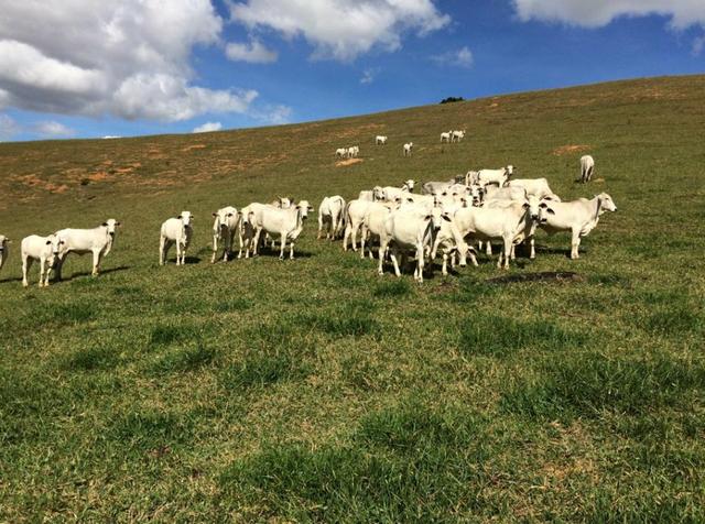 Fazenda região de Itanhaém BA - Foto 7