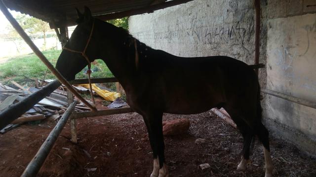 Vendo potro mm com 1ano e 8 meses