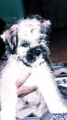 Filhote Lhasa Apso c Shitzu