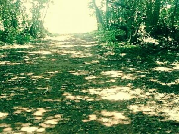Sítio 3,0 hectares - porto batista - triunfo - rs - Foto 2