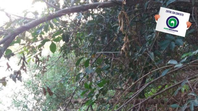 Pesqueiro em barao de melgaço - Foto 14