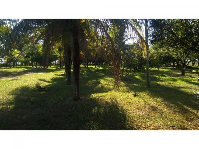 Chácara à venda em Zona rural, Pocone cod:20534 - Foto 18