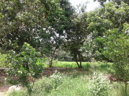 Chácara à venda em Rural, Nova mutum cod:22068 - Foto 18