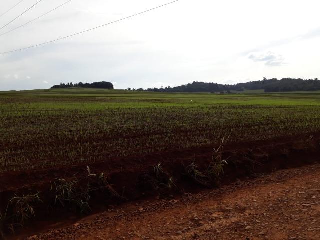 20 alq* aprox 17 alq. mec. por 4.500