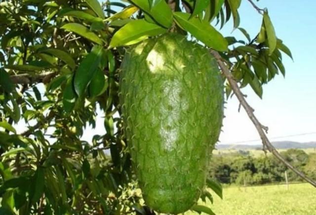 Sementes de graviola gigante