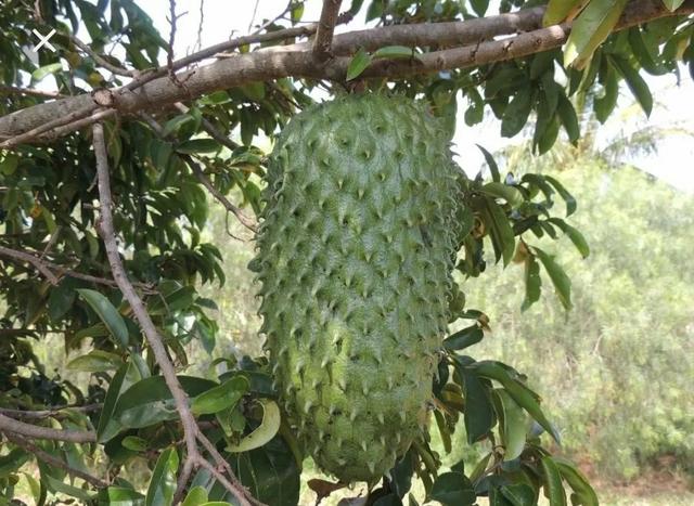 Sementes de graviola gigante - Foto 3
