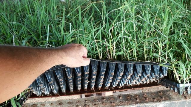 Mudas de Tifton 85 Pasto Pastagem Feno Silagem Forragem - Idealfarm - Foto 6