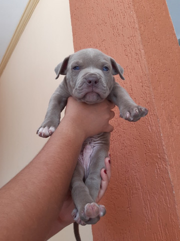 Pitbull - Foto 4
